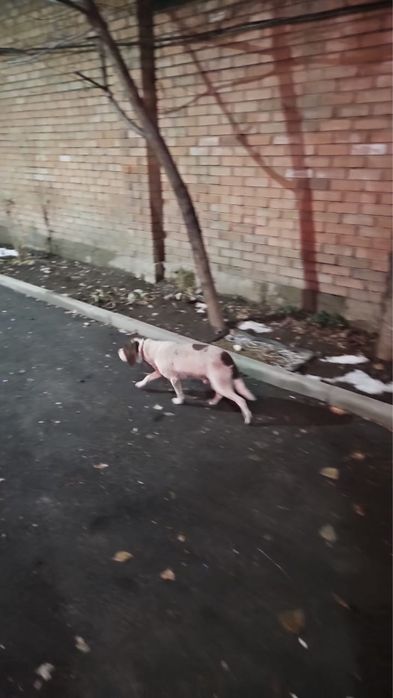 Найден пес Бигл в районе «Компота»