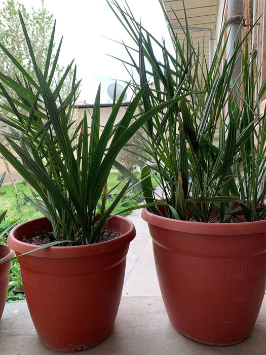 Финиковая пальма