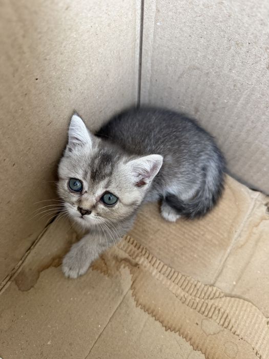 Scottish fold va strite