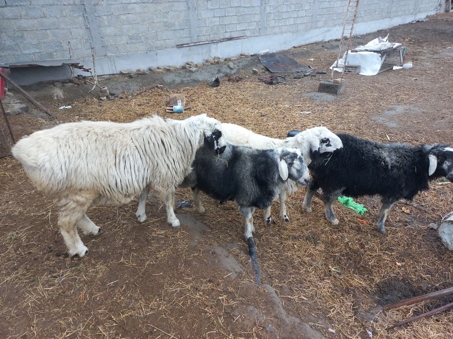 Qòchqorlar sotiladi