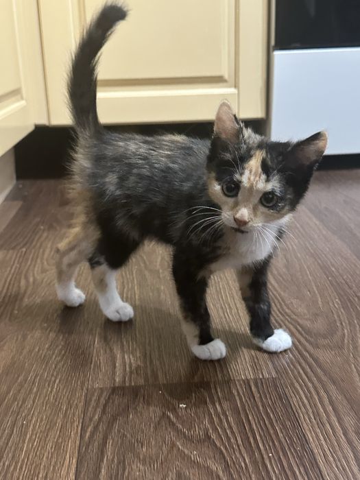 Котенок в добрые руки