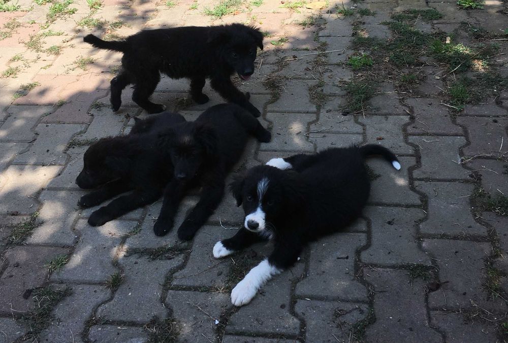 Pui de căței își caută familii adoptive!