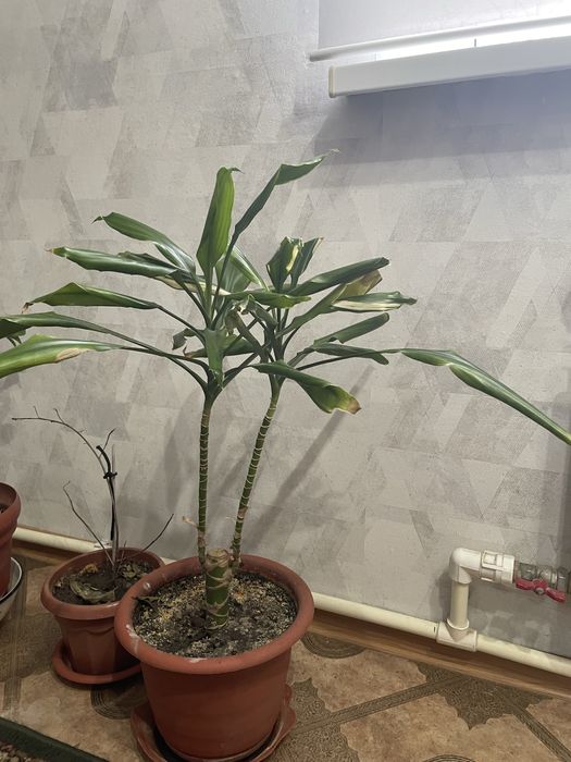 Продам комнатные растения