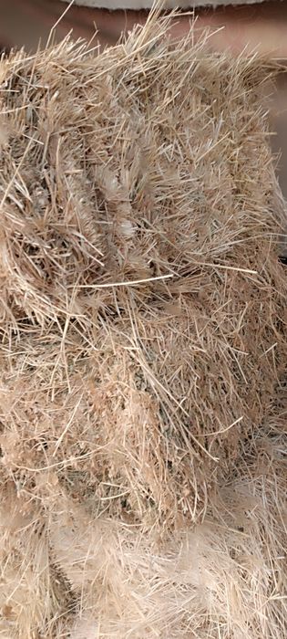 Hashak pres arzon narxlarda