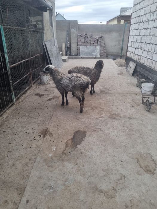 Колда устап багып откан токты сатам