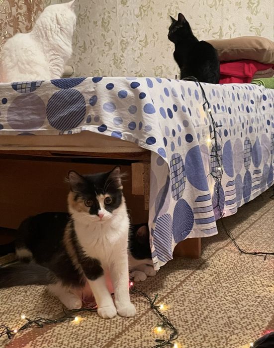 Отдам в добрые руки