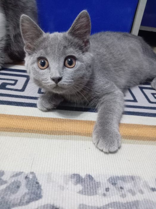Отдам котят  две девочки
