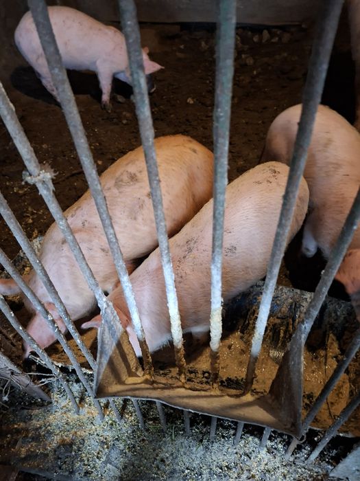 Продавам прасенца на два месеца  .ядат самостоятелно давано е за едемн