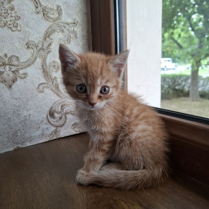 Mushukcha 1.5 oylik  uy mushugi