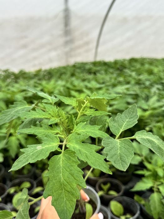 Разсад домати- червени и розови