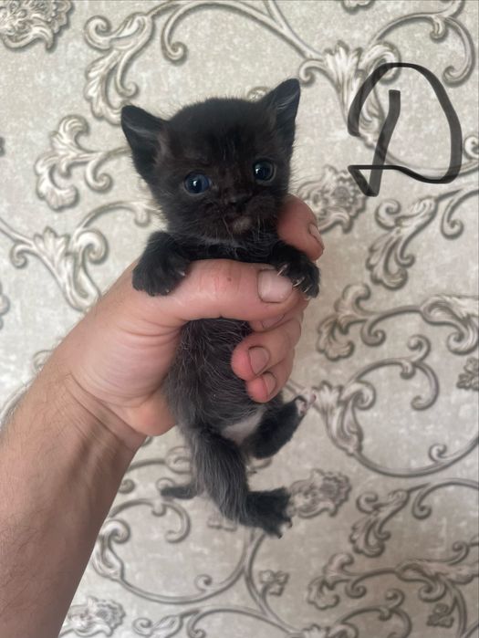 Бесплатно котята