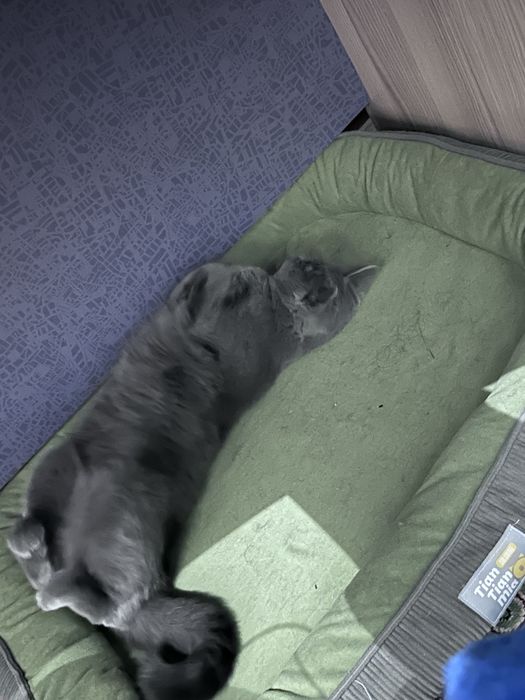 Британская кошка