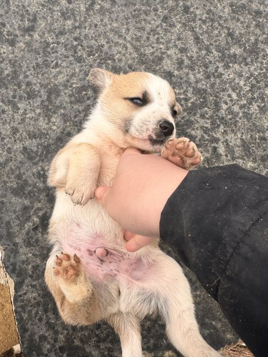 Щенок красивый в добрые руки