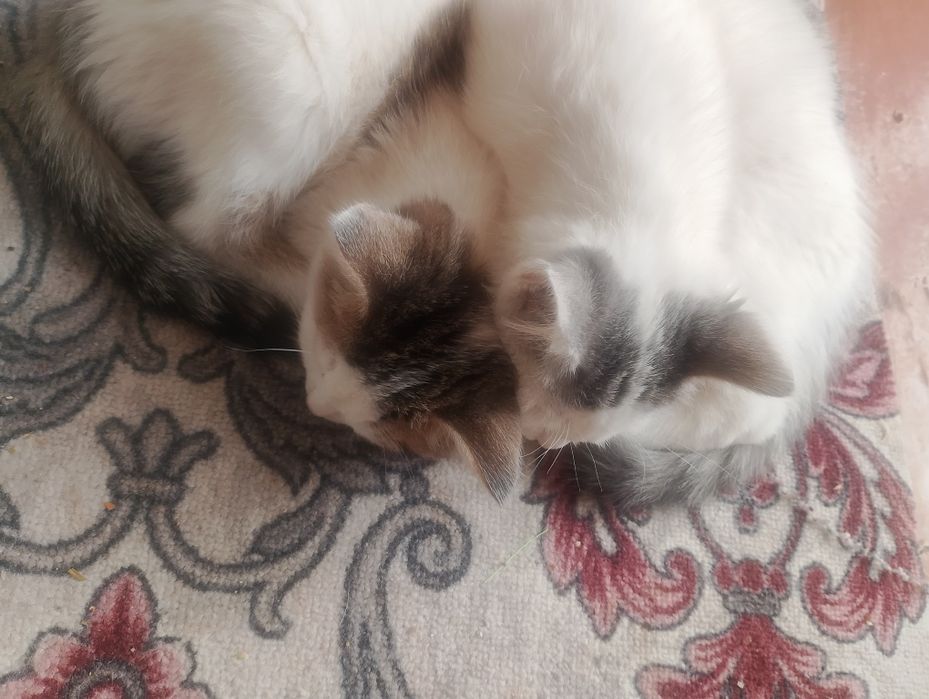 Котята даром в подарок