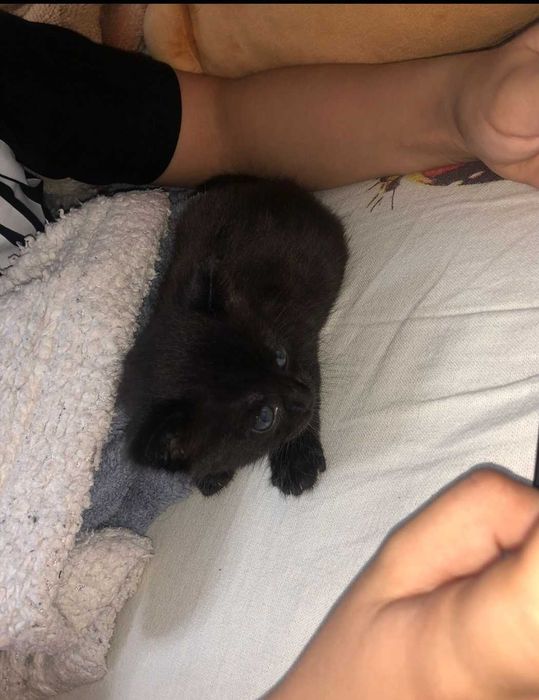 Отдам.        котят