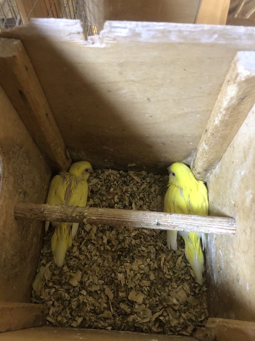 Валнысты папугае сотилади андурка козлари кизил