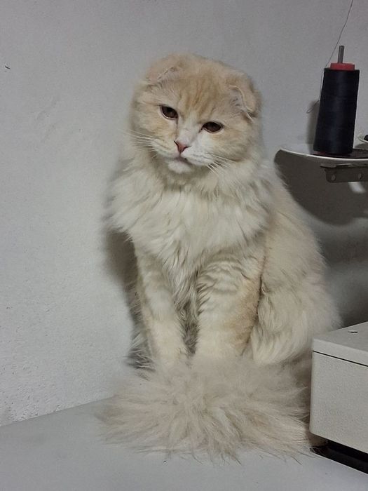 Кошка мальчик продаётся