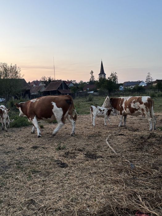 Vand vaca cu doi vitai