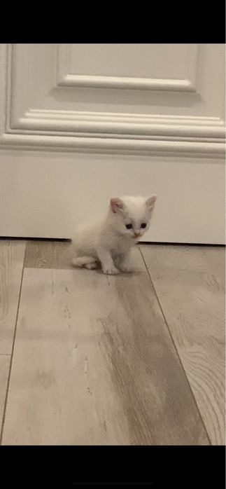 Шотландская кошка