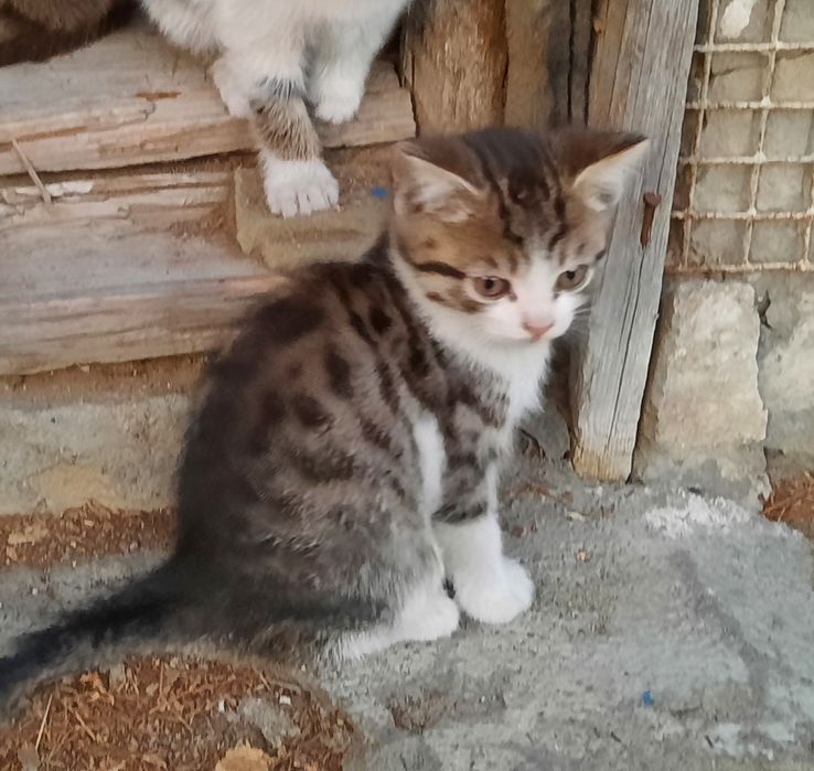 Котята мальчик и девочка
