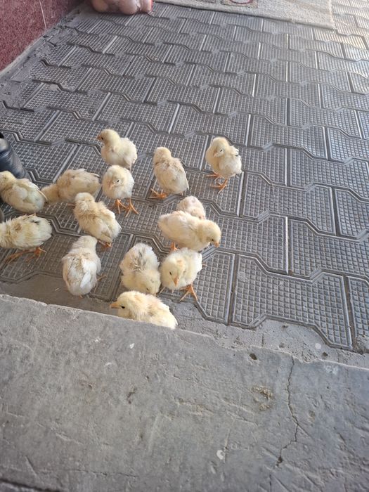 20 25kunlik jojalar soglom