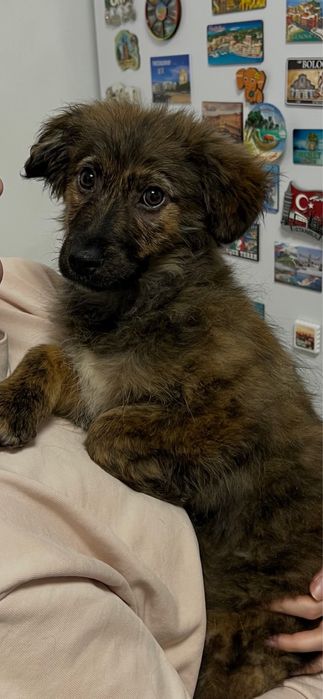 Spre adopție cățelușă jucăușă și iubitoare