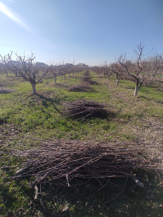 Daraxt shoxlari sotiladi