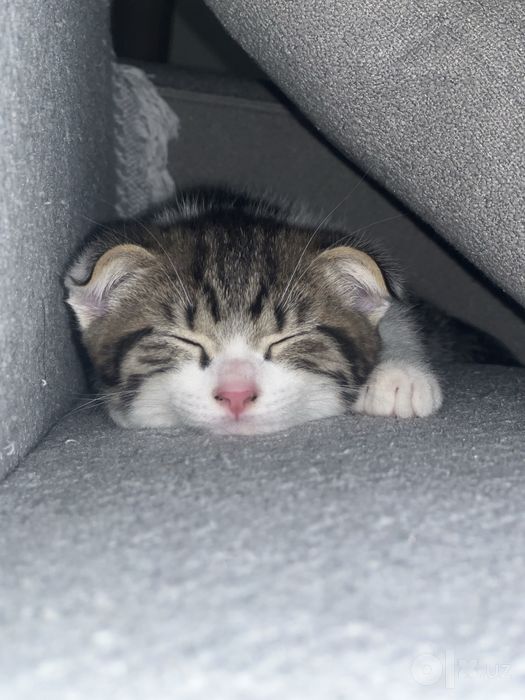 Кошка в добрые руки