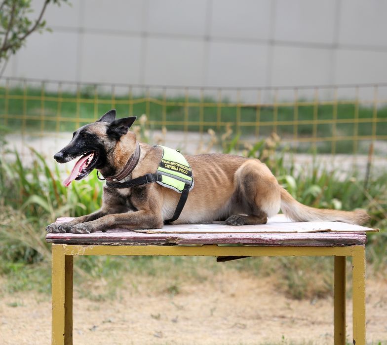 Услуга собака дрессировка