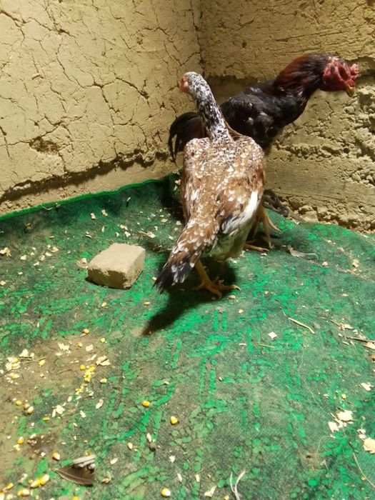 Сатылады дакан тауық