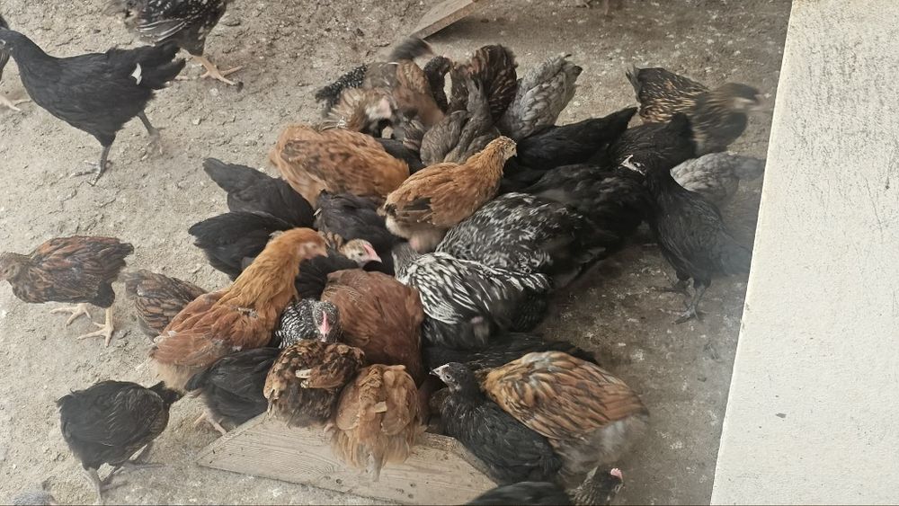 Puicute și cocoși wyandotte și austrolorp!