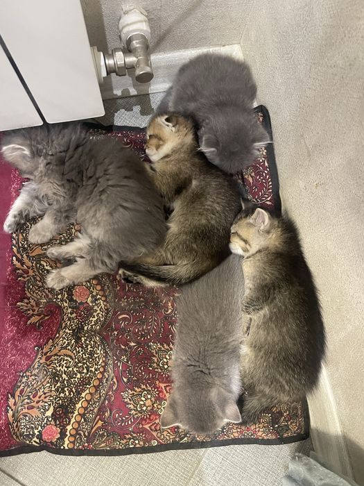 ПОРОДИСТЫЕ КОТЯТА 1 МЕС. скоттиш-фолд скоттиш-страйт, хайленд-страйт