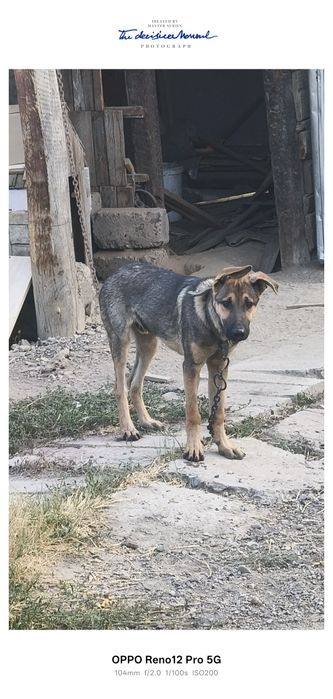 Кунминская овчара обмен на алабай