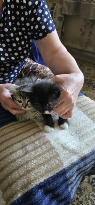 Отдам котят,мальчики 1.5 мес