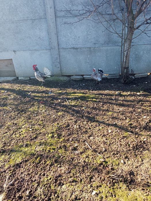 Gaini rasa pitica 1 cocos si 1 gaina