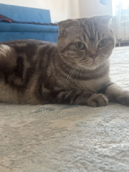 Отдам кота добрые руки