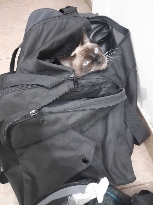 Подарявам мъжка котка