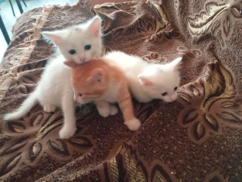 Продам новорожденных котят