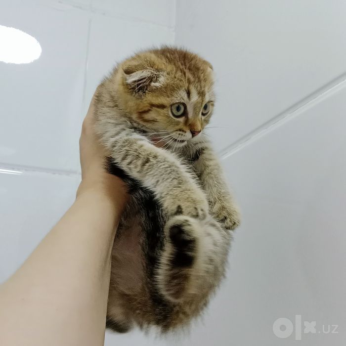 Девочка табби тигрёнок