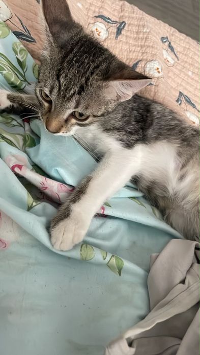 Мысық тегін котенок