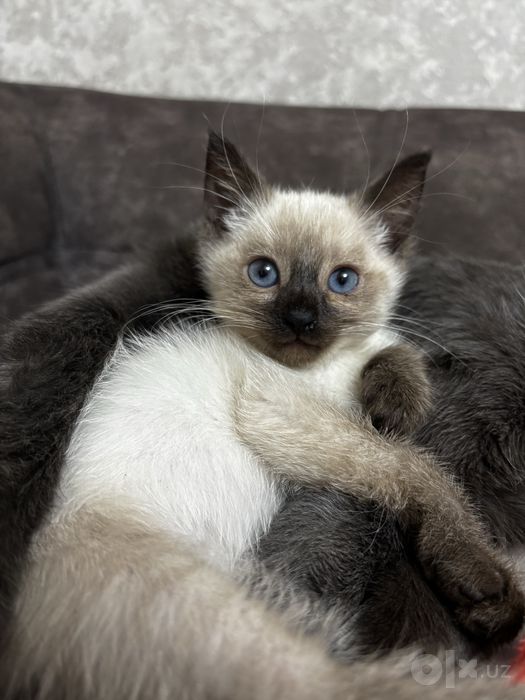 сиамские котята