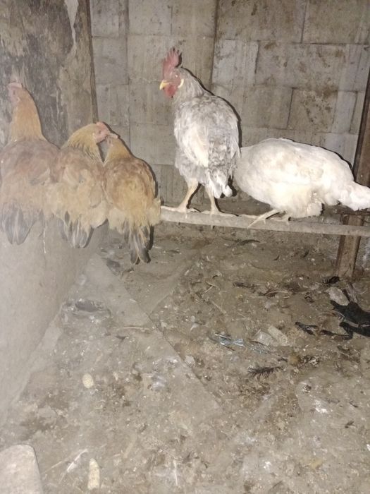 Продам домашние кури