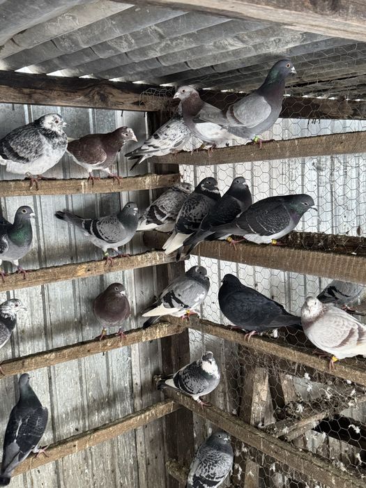 Porumbei voiajori 20 lei bucata