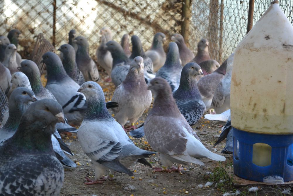 Porumbei Voiajori Standard