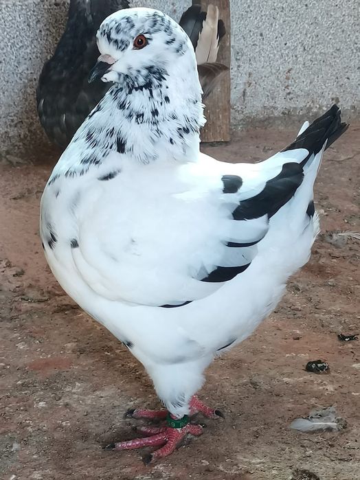 Vând porumbei diferite rase