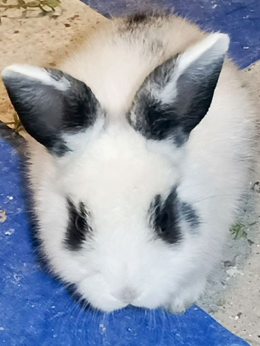 Quyon, bolasi, 1 oylik