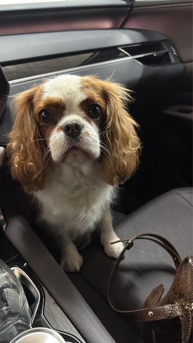 Продаем собаку 4 лет