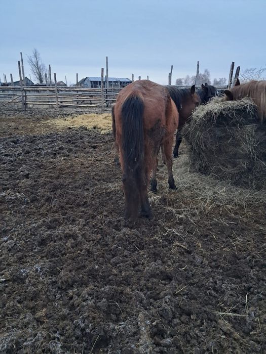 Лошади кобылы продаются