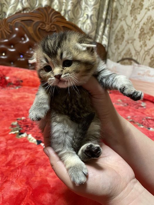 Domboqqina mushukchalar