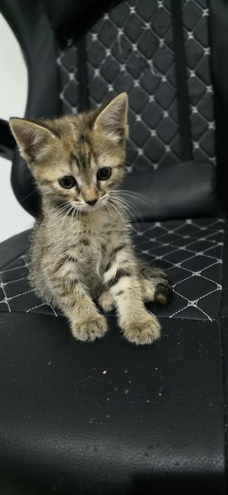 Котёнок, девочка, 3 мес